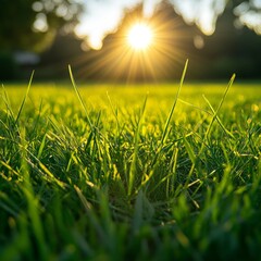 A fresh green grass foreground with sunshine and blurred bokeh in the background. Ideal for nature, wellness, or eco-friendly concepts.