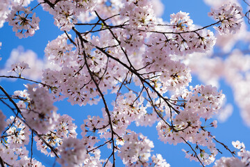 Spring cherry blossom with blue sky background. White cherry flowers on spring time. Close up photo of white blossoming cherry tree branch. White flowers of the cherry blossoms on a spring day.