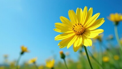 Yellow flower of Tragopogon pratensis against blue sky, , Sky and flowers, Tragopogon