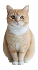 Obraz premium PNG Scottish Fold cat animal pet photography.