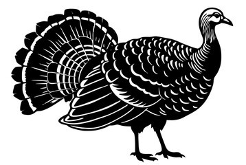 Turkey cock bird animal silhouette