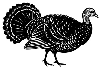 Turkey cock bird animal silhouette