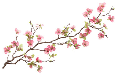Naklejka premium PNG Cherry blossom branch flower cherry blossom plant.
