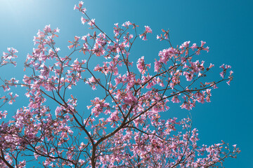 Spring banner. Pink Cherry blossom tree on blue sky background. Spring blossom, branch of a blossoming tree.
