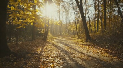 Obraz premium Golden Path: Sunlit Forest Trail in Autumn with Fallen Leaves and Silhouetted Trees