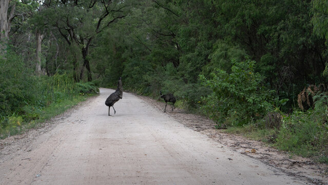 Emus on the Road, Australia