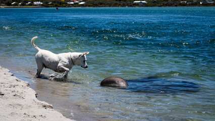 Dog Plays with Stingray at the Beach