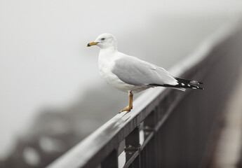 A seagull perches gracefully on a metal railing, gazing into the foggy distance. The misty...