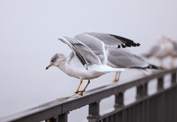 A seagull perches gracefully on a metal railing, gazing into the foggy distance. The misty background creates a serene and contemplative atmosphere.