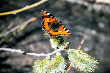 a bright orange butterfly with the Latin name Aglais urticae on a flowering willow