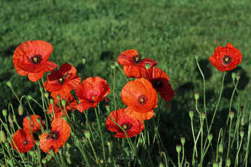 World War remembrance day. Red poppy is symbol of remembrance to those fallen in war.