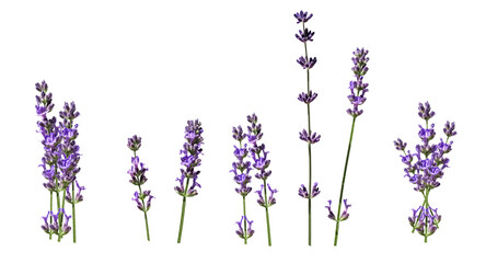 Lavender flowers isolated on white background. bunches of lavender. top view, flat lay