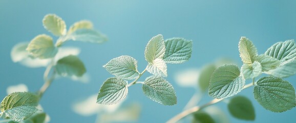 Soft, pale green leaves on branches against a light blue background.