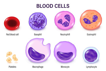 Blood cells. Red blood cells, white blood cells, and platelets. Erythrocyte. Thrombocyte. Leukocytes: Lymphocyte, Monocyte, Basophil, Neutrophil, Eosinophil and Macrophage.