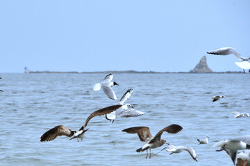 烏帽子岩の前を飛ぶユリカモメ