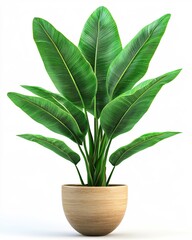 Lush green plant with large leaves in a light brown pot on a clean white background