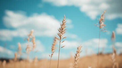 Fototapeta premium Golden Wheat Field Under Blue Sky Peaceful Nature Scene Summer sun day calm farm wild grass image 