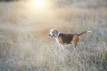 An adorable beagle dog is standing in the meadow in the evening cover with golden sunlight. © kobkik