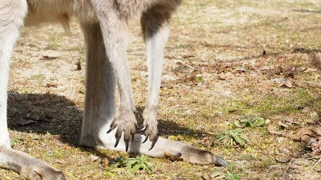 動物園のカンガルー