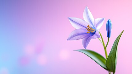 Fototapeta premium Delicate Purple Lily Blossom with Soft Pastel Background