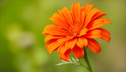 orange marigold flower