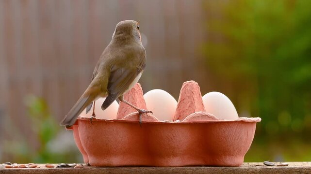 European robin (Erithacus rubecula) redbreast bird perched on egg carton pecking bird food grains and seeds.