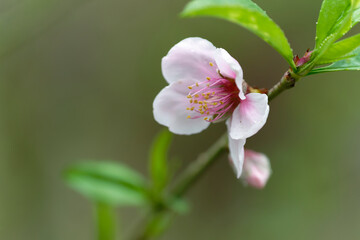 Peach flower