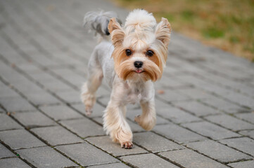 Cute Yorkshire Terrier runs along sidewalk during walk in dog walking area. Cute pet, professional dog walking, products for small dogs