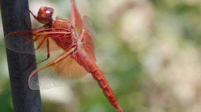 Flame Skimmer Flys Away