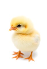 Fluffy Yellow Chickling: A Soft, Gentle Portrait