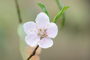 Peach flower