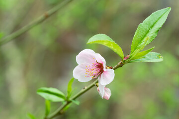 Peach flower