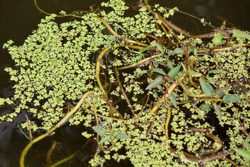 close up shot of leaves in the water