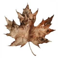 Closeup of a vibrant red and brown oak leaf, isolated on a crisp white background, showcasing the brilliant colors of autumn