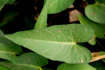 close up shot of leaves in the water