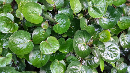 close up of Daun mangkokan or Polyscias Scutellaria or shield aralia or plum aralia or Cup Leaf or Dinner Plate Aralia or leaf looks like shaped like heart.