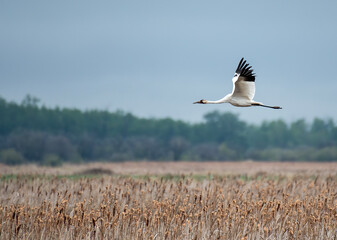 Whooping Crane flying over marsh on a cloudy day