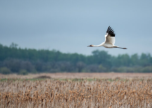 Whooping Crane flying over marsh on a cloudy day