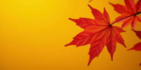 Red maple leaves with veins visible against a bright yellow background, showcasing intricate details, texture, fall