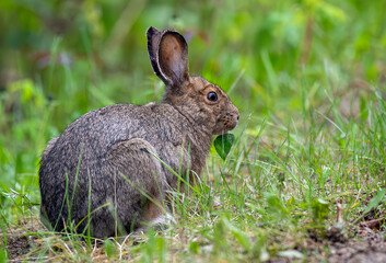 Snowshoe Hare in a grassy field in summer eating a leaf