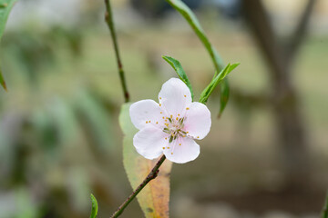 Peach flower