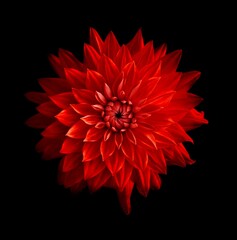 Crimson Dahlia Bloom, A close-up photograph of a vibrant red dahlia flower in full bloom, isolated against a dark background, showcasing its intricate details and striking color.