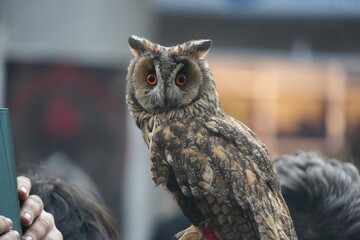 great horned owl