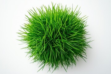 Beautiful green grass isolated on a white background, top view, realistic photo of fresh natural plant with long leaves and short cut grass.