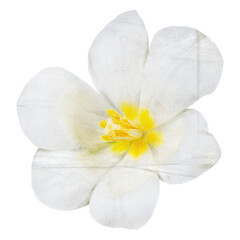 White tulip png full bloom flower sticker, transparent background