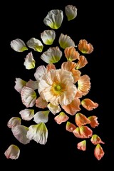 Poppy Petal Dance, A close-up photograph of delicate poppy petals in various shades of orange and white, gracefully scattered and floating against a dark background.