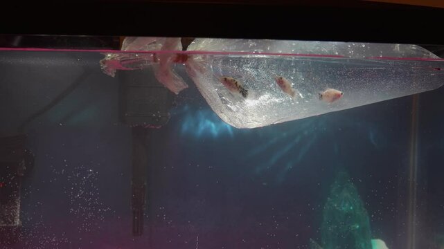 Platties in a Bag Acclimating in Their Aquarium