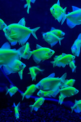Obraz premium The Neon Goldbrick Fish is a mesmerizing species known for its vibrant, iridescent golden scales that shimmer under light. Often found in tropical waters, this exotic fish captivates
