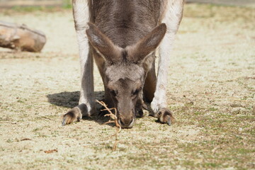 Fototapeta premium 食事を楽しむカンガルー