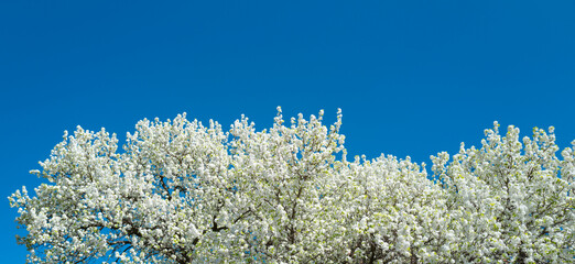 Flowering tree branch with white flowers. Spring background. Blooming tree branches white flowers and blue sky background, close up. Cherry blossom, sakura garden, spring orchard, spring sunny day.